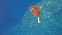 スローダイブ石垣島に投稿された画像(2025/4/23)