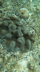 スローダイブ石垣島に投稿された画像(2025/4/23)