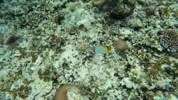 スローダイブ石垣島に投稿された画像(2025/4/23)