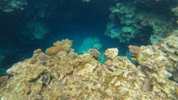 スローダイブ石垣島に投稿された画像(2025/4/23)