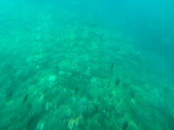 ウエストマリンに投稿された画像(2025/4/25)