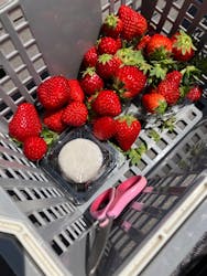 ICHIGOHOUSE.MITAKAに投稿された画像(2025/4/29)