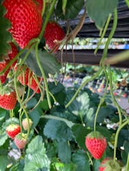 ICHIGOHOUSE.MITAKAに投稿された画像(2025/4/29)