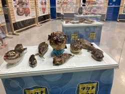 ギョギョッとサカナ★スター展に投稿された画像(2025/5/5)