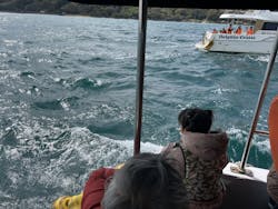 イルカウォッチング受付予約センターに投稿された画像(2025/5/7)