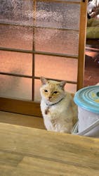 土楽猫工房に投稿された画像(2025/5/11)