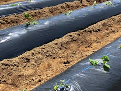 米米CLUB "Farmers BAND" 田植えとさつま芋の苗植え体験に投稿された画像(2025/5/12)