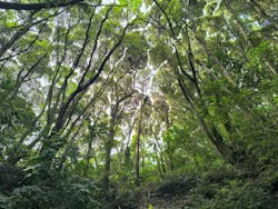 キウイフルーツカントリーJapan(キウイフルーツカントリージャパン)に投稿された画像(2025/5/26)