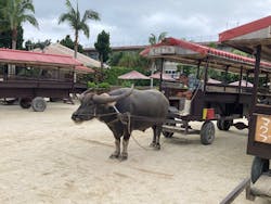 石垣島ドリーム観光に投稿された画像(2025/6/3)