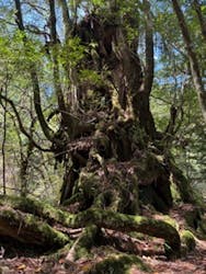 屋久島冒険旅に投稿された画像(2025/6/9)