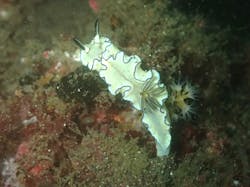 だいびんぐしょっぷ海家(うみや)に投稿された画像(2025/6/13)