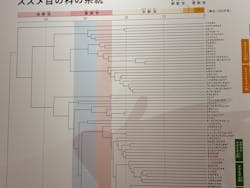特別展「鳥~ゲノム解析が解き明かす新しい鳥類の系統~」に投稿された画像(2025/6/15)