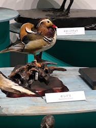特別展「鳥~ゲノム解析が解き明かす新しい鳥類の系統~」に投稿された画像(2025/6/15)