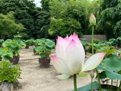 公益社団法人 奈良市観光協会に投稿された画像(2025/6/19)