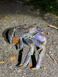 COCO宮古島に投稿された画像(2025/6/21)