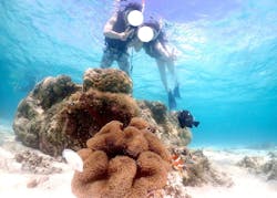 タビワク 宮古島に投稿された画像(2025/6/22)