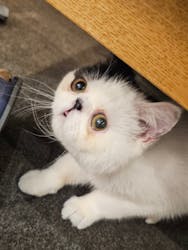 猫カフェモカ 渋谷公園通り店に投稿された画像(2025/6/24)