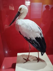 特別展「鳥~ゲノム解析が解き明かす新しい鳥類の系統~」に投稿された画像(2025/6/24)