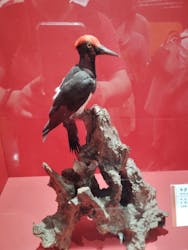 特別展「鳥~ゲノム解析が解き明かす新しい鳥類の系統~」に投稿された画像(2025/6/24)