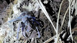 COCO宮古島に投稿された画像(2025/6/29)