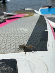 Ezo Nature ACT(エゾネイチャーアクト)に投稿された画像(2025/7/1)