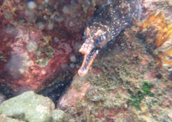 オレンジフィッシュに投稿された画像(2025/7/12)