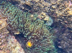 オレンジフィッシュに投稿された画像(2025/7/12)