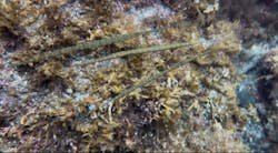 オレンジフィッシュに投稿された画像(2025/7/12)