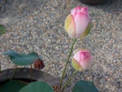 公益社団法人 奈良市観光協会に投稿された画像(2025/7/28)