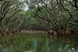 マングローブ茶屋に投稿された画像(2025/7/29)