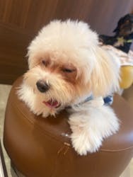 いぬカフェRio 京都店に投稿された画像(2025/7/30)