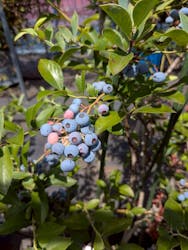 相模原ミヤコブルーベリー狩り園に投稿された画像(2025/8/2)