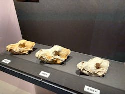特別展「古代DNA-日本人のきた道」(国立科学博物館)に投稿された画像(2025/8/2)