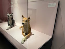 特別展「古代DNA-日本人のきた道」(国立科学博物館)に投稿された画像(2025/8/2)