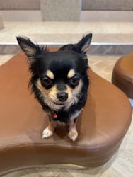 いぬカフェRio 京都店に投稿された画像(2025/8/2)