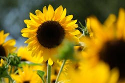 やまぐちフラワーランドに投稿された画像(2025/8/6)