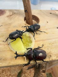 やまぐちフラワーランドに投稿された画像(2025/8/6)