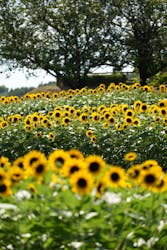 やまぐちフラワーランドに投稿された画像(2025/8/6)