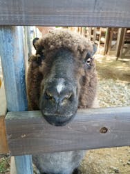 八ヶ岳アルパカ牧場に投稿された画像(2025/8/8)