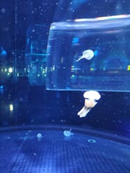 DMMかりゆし水族館に投稿された画像(2025/8/10)