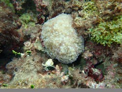 オーシャンガイズに投稿された画像(2025/8/12)