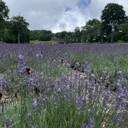 たんばらラベンダーパークに投稿された画像(2025/8/14)