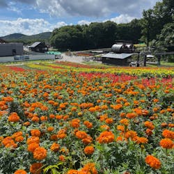 たんばらラベンダーパークに投稿された画像(2025/8/14)