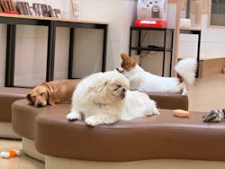 いぬカフェRio 広島店に投稿された画像(2025/8/14)