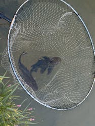 okinawa.nature.ashibi堂(オキナワネイチャーアシビドウ)に投稿された画像(2025/8/14)