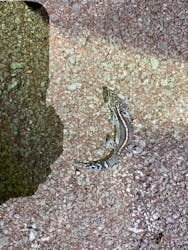 okinawa.nature.ashibi堂(オキナワネイチャーアシビドウ)に投稿された画像(2025/8/14)