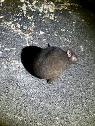 奄美ガイド「太古の森」に投稿された画像(2025/8/14)