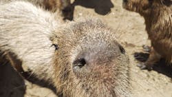 ダチョウ王国石岡ファームに投稿された画像(2025/8/15)