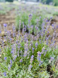 たんばらラベンダーパークに投稿された画像(2025/8/16)