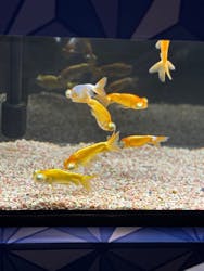 光で彩る金魚のアクアリウム イオンモール浜松志都呂aquariumに投稿された画像(2025/8/17)